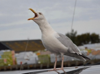 Чому птахи найактивніше співають вранці — відповідь знайшли вчені
