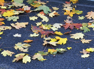 Осінь у Славутичі: кольори, що змінюють місто