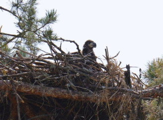 Нові результати спостережень за гніздом орлана-білохвоста в Чорнобильському заповіднику