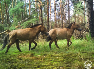 Дикі коні Пржевальського обрали ліси Чорнобильського заповідника