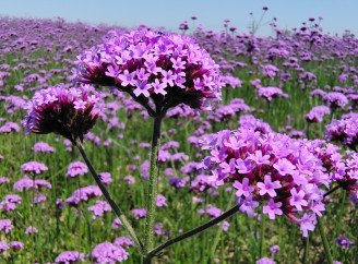 Чому варто посадити вербену: проста, яскрава і витривала квітка для вашого саду