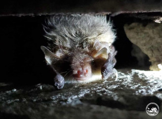 У Чорнобильському заповіднику зафіксували 16 видів кажанів