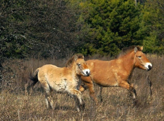 У Чорнобильському заповіднику помітили диких коней Пржевальського з весняним настроєм