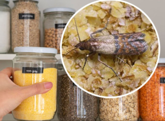 Як позбутися молі в квартирі: поради для тих, хто не хоче ділити дім із шкідниками