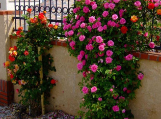 Як поєднувати плетисті троянди у квітнику