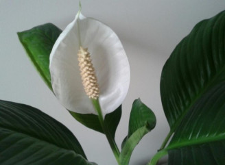 Як змусити спатифілум цвісти цілий рік прості поради флористів