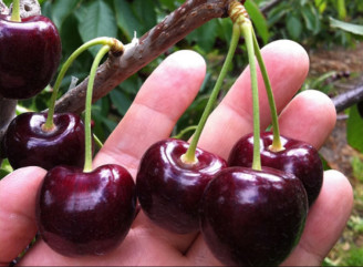 Користь черешні, її види та кому варто бути обережним — просте пояснення