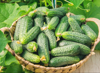 Оцет може в рази підвищити врожай огірків