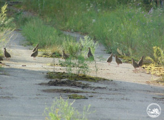 У Чорнобильському заповіднику різко зросла чисельність сірої куріпки