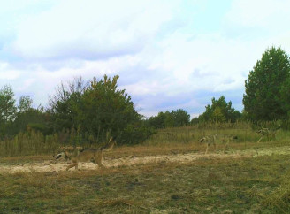 Скільки вовків на фото? У Чорнобильському заповіднику показали майже невидиму зграю