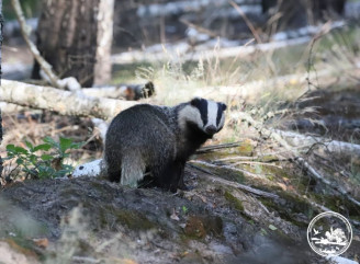 Таємничий господар ночі: що борсуки приховують у лісах Чорнобильського заповідника