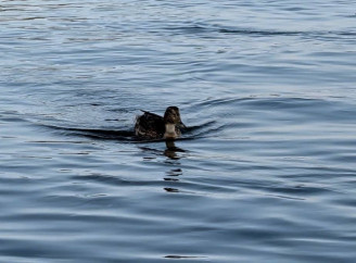 У Десні та Стрижні виявили незначне перевищення органіки