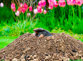 Як позбутися крота на городі: прості та дієві способи