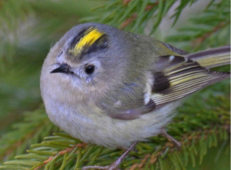 Українські «колібрі»: у Чорнобильському заповіднику розповіли про золотомушок