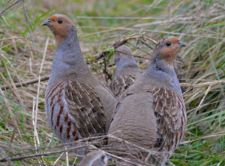 На території Чорнобильського заповідника помітили зграї сірих куріпок