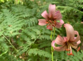 У Чорнобильській зоні виявили лісову лілію – рідкісну квітку з легенд та Червоної книги