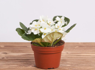 Горщик для фіалки: який обрати?