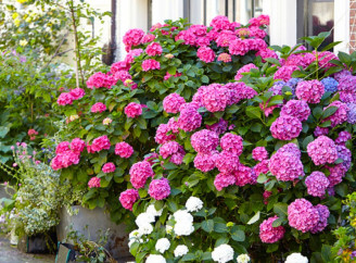 Чому гортензії не цвітуть: найпоширеніші помилки у догляді