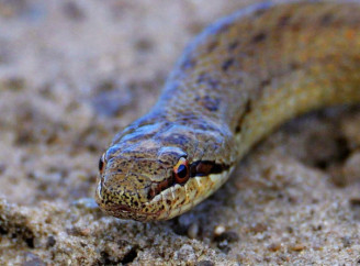 Мідянка — безпечна змія, яку часто плутають із гадюкою