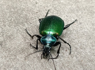 У Чорнобильському заповіднику зафіксували рідкісного нічного мисливця