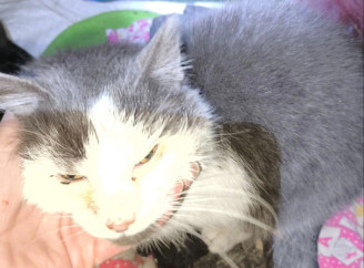 У Славутичі шукають тимчасовий прихисток для хворої кішки з села