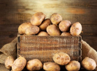 Коли садити картоплю 2025 року: важливі поради агрономів і точні дати за агрогороскопом