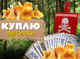 Грибна лихоманка у Славутичі: скільки можна заробити на лисичках у 2025 році