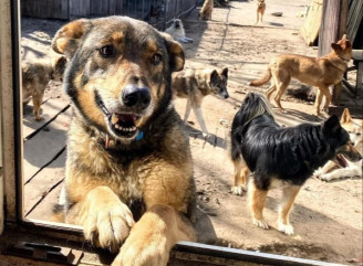 Славутичан запрошують на прогулянки з собаками міського притулку