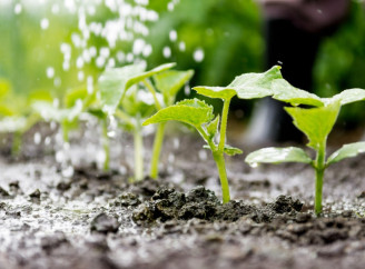 Ці овочі не люблять дріжджі: які культури не можна підживлювати таким добривом