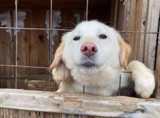 У Славутичі шукають охочих приходити до притулку на прогулянки з собаками