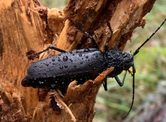 У Чорнобильському заповіднику помітили гігантського пиляра смоляного