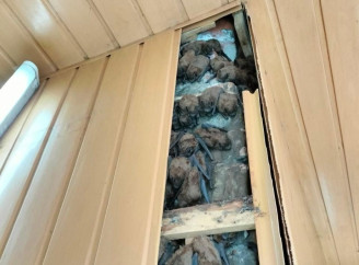 У Харкові понад 900 кажанів зимували в обшивці балкона