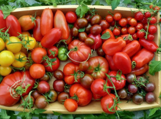 Солодкі й стійкі: п’ять сортів томатів для відкритого ґрунту, які варто посадити в Україні