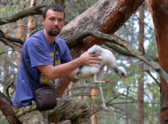 У Чорнобильському заповіднику закільцювали пташенят рідкісного чорного лелеки