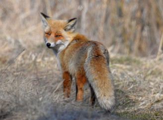 У Чорнобильському заповіднику показали вдале полювання лисиці