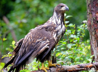 У Чорнобильському заповіднику виявили нову гніздову територію орлана-білохвоста