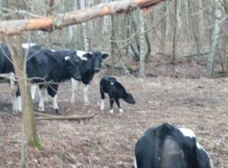 У зоні відчуження — поповнення! Хто з’явився на світ посеред дикого лісу?