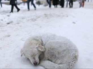 Морози загрожують тваринам: у МВС закликали впускати безпритульних у тепло і перевіряти авто перед поїздкою