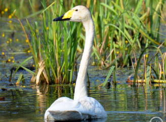 У Чорнобильському заповіднику помітили лебедя