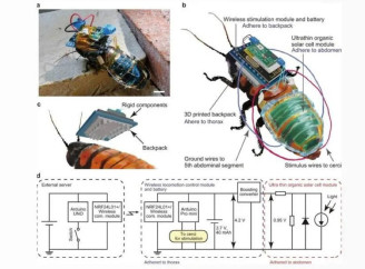 У Німеччині тарганів перетворюють на кіборгів для розвідки у закритих зонах