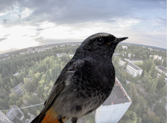 Горихвістка чорна у Чорнобильському заповіднику: птах, що співає до 6 годин на день