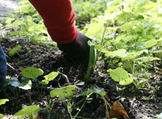 Грядка без лопати: як облаштувати город за методом «без копання»
