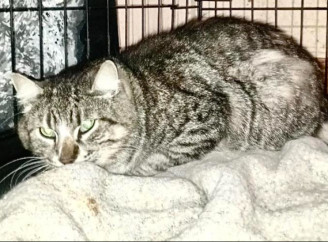 У притулку Славутича новий пацієнт: хворого котика з Поліського залишили на лікування