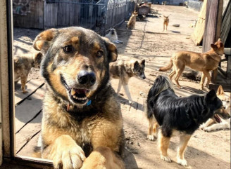У Славутичі запрошують на щоденні прогулянки із собаками з міського притулку