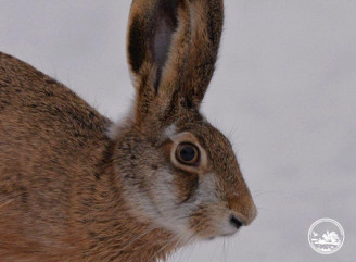 У Чорнобильському заповіднику зафіксували зайця під час польових спостережень