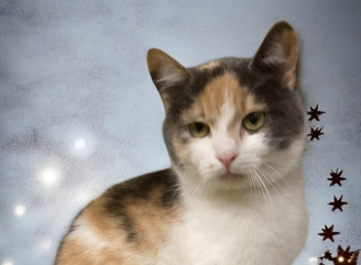 Ніжна киця Зозулька шукає дім у Славутичі