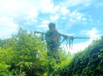 У зоні відчуження з'явились мовчазні вартові. Коли природа стала повноправним господарем