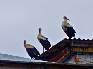 У Чорнобилі вперше за 20 років знову помітили білих лелек у центрі міста