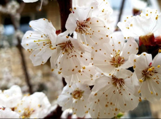 Через квітневі заморозки Україна може втратити до 80% врожаю абрикосів і персиків