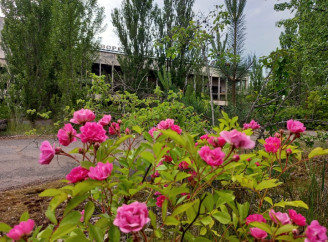 ДАЗВ спростовує твердження про придатність «чорнобильських» земель до ведення сільського господарства